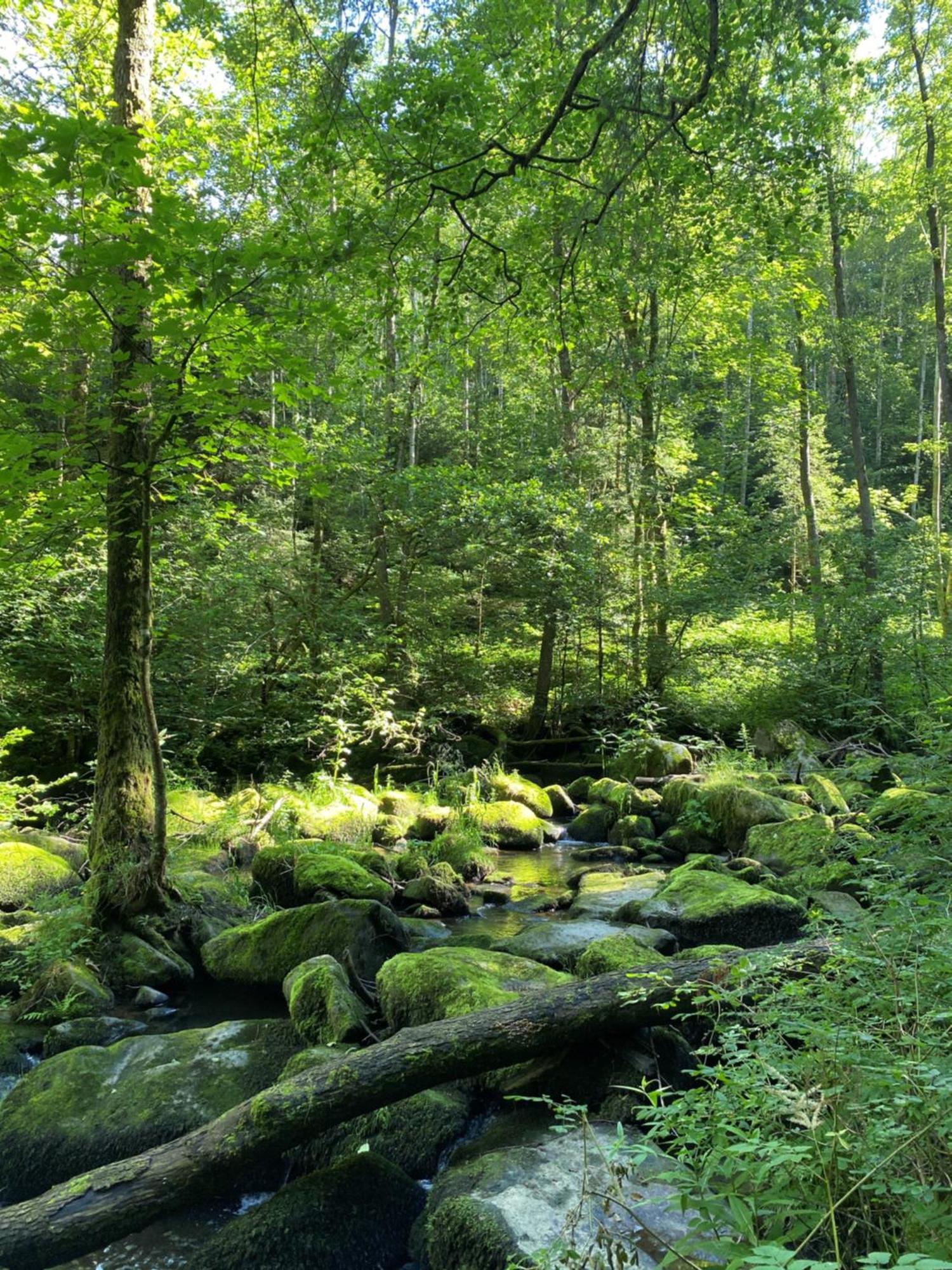 Ferienwohnung Zauberwald Waldkirchen Esterno foto